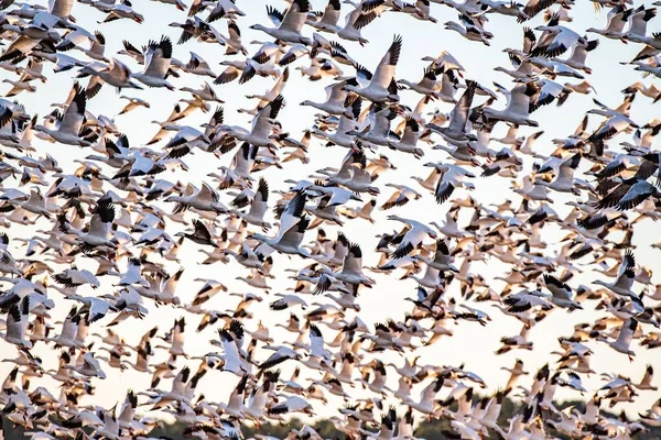 Bir Grup Kuşun Uçarken Üzerlerinde Güneş Varken Göç Etmelerinin Güzel — Stok fotoğraf