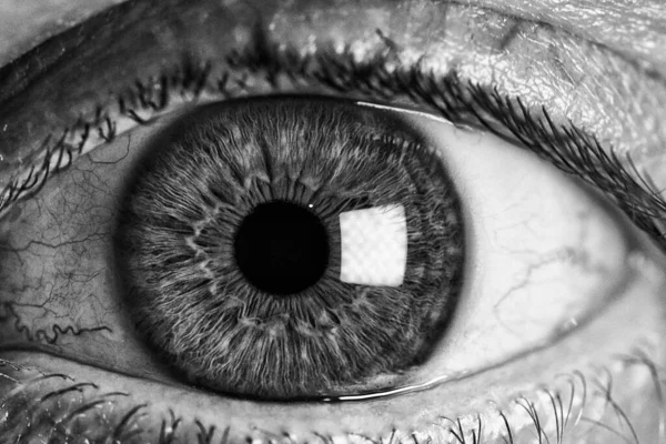 Снимок Человеческого Глаза Серой Шкале — стоковое фото