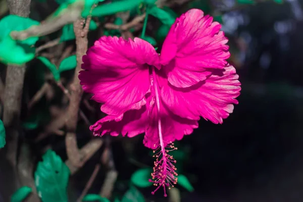 정원에 분홍빛 히비스커스의 아름다운 — 스톡 사진