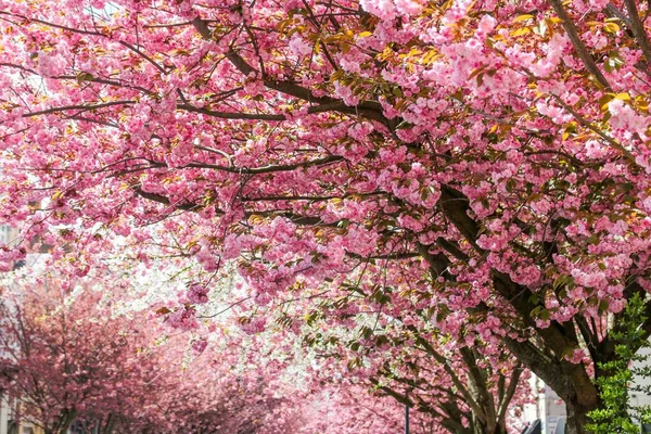 在公园的树上绽放的粉红色樱花的特写 — 图库照片