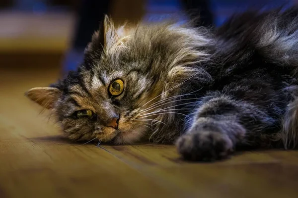 바닥에 크기의 고양이를 수평으로 — 스톡 사진