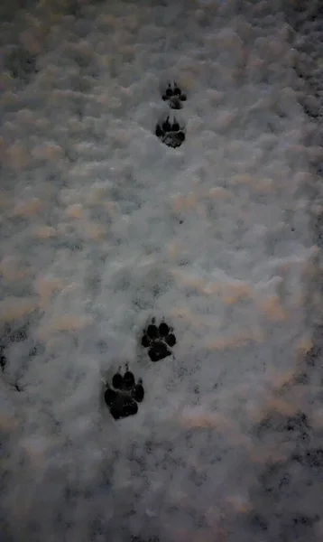 Eine Vertikale Aufnahme Von Weißem Hintergrund Mit Fußabdrücken Einer Katze — Stockfoto