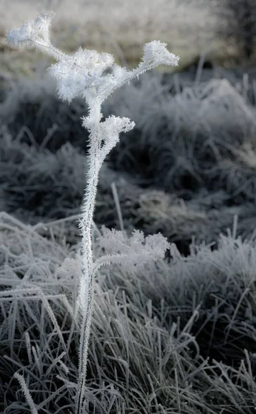 Detailed Close Ice Frost Formed Winter Meadow Plants Wiltshire — Stock Photo, Image