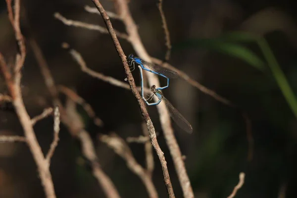 晴れた日に木の枝でDamselflyのマクロクローズアップショット — ストック写真