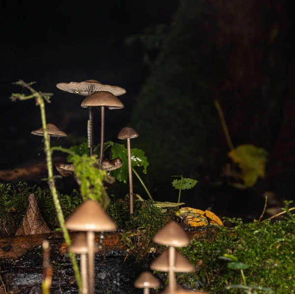 Yağmurdan Sonra Sonbahar Ormanındaki Mantar — Stok fotoğraf