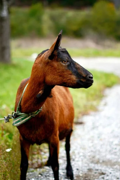 Une Verticale Profil Latéral Chèvre Oberhasli Debout Dans Environnement Naturel — Photo