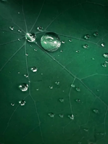 Vertical Macro Shot Waterdrops Green Leaf — Photo