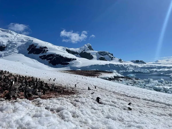 Tučňáci Zasněženém Pobřeží Oceánu Antarktidě — Stock fotografie
