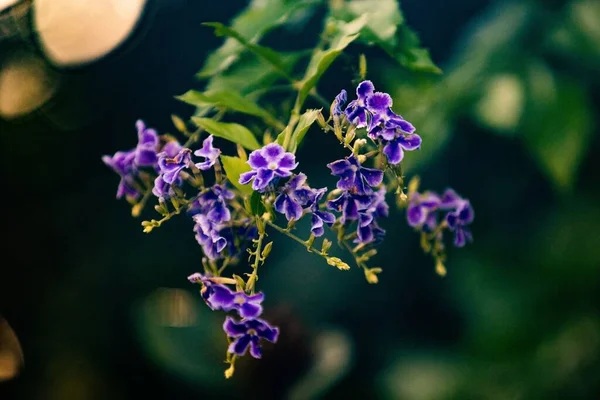 Mor duranta çiçeklerinin seçici odak noktası