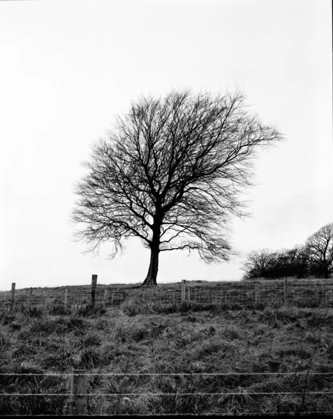 Yoğun Çimenli Bir Alanda Yapraksız Bir Ağacın Dikey Görüntüsü — Stok fotoğraf