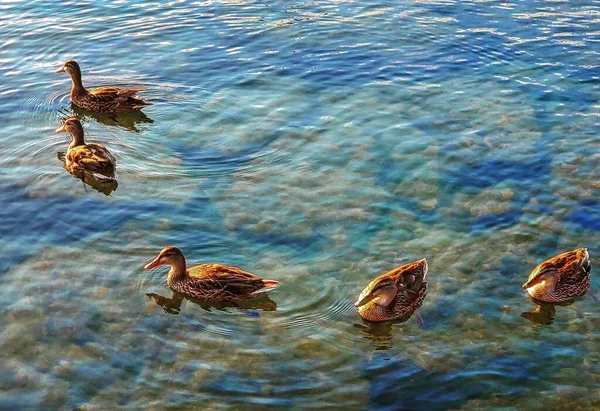 Mavi Yeşil Bir Gölette Yüzen Kahverengi Yaban Ördeği Sürüsü — Stok fotoğraf