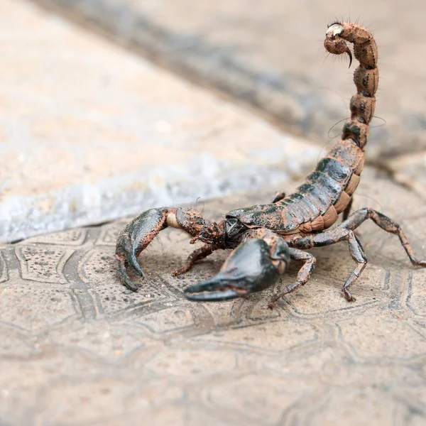 Zbliżenie Gigantometrus Bagna Gigantyczny Las Skorpion Chodzący Kamiennej Podłodze — Zdjęcie stockowe
