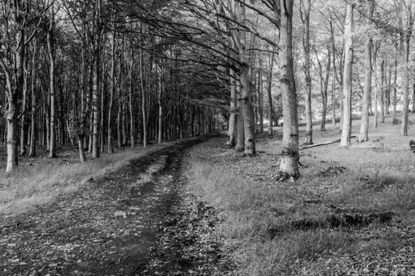 Promenade Forêt Noir Blanc — Photo