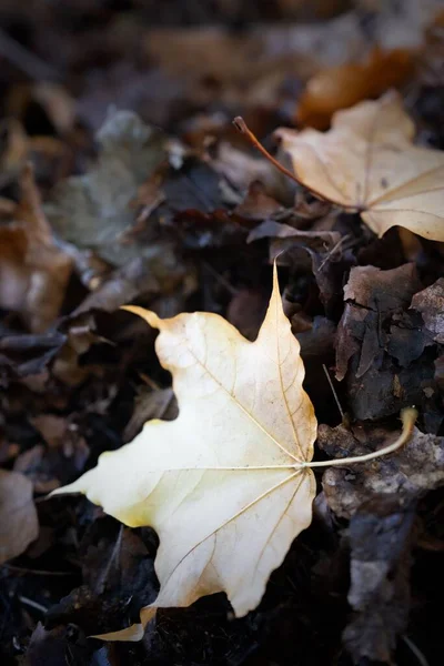 Vertical Shot Autumn Leaves Trees Batsford Arboretum Worcestershire — Stock Photo, Image