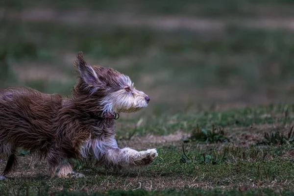 Красивый Вид Маленькой Длинноволосой Собаки Бегущей Саду — стоковое фото