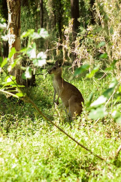 オーストラリア ゴールドコーストのクオンバハ公園の緑の森の中でのカンガルーの垂直ショット — ストック写真