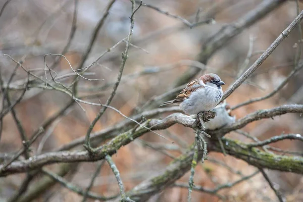 一只可爱的小麻雀坐在森林干枯的树枝上的特写镜头 — 图库照片