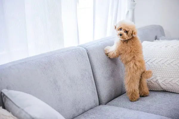A cute fluffy toy poodle standing on a gray sofa