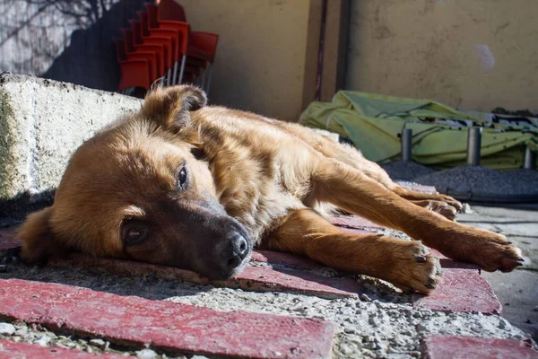 太陽の光の下で地面に横たわっている茶色の野良犬の閉鎖 — ストック写真