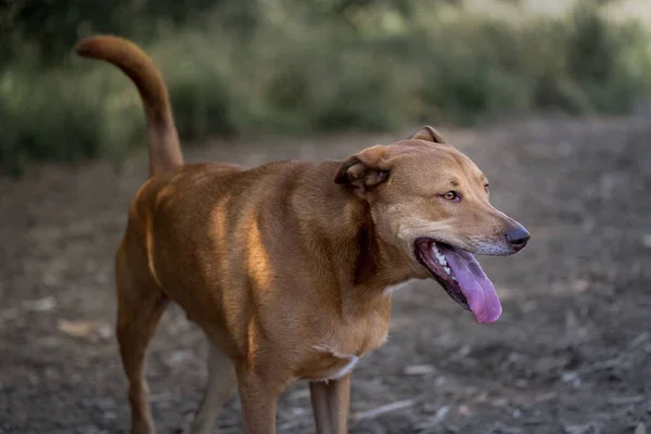 Ein Schöner Blick Auf Einen Großen Rehkitz Farbigen Hund Garten — Stockfoto