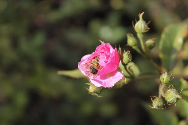 Ένα Κοντινό Πλάνο Μιας Μέλισσας Που Συλλέγει Νέκταρ Από Ένα — Φωτογραφία Αρχείου