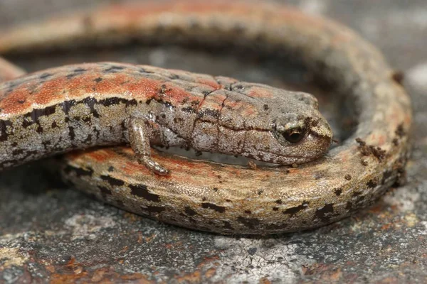 Primer Plano Natural Una Salamandra Esbelta California Batrachoseps Atenúa Rizado — Foto de Stock