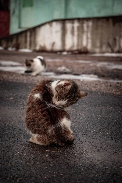 Vertical Shot Fluffy Cyprus Cat Felis Catus Sitting Asphalt Licking — Stock Photo, Image