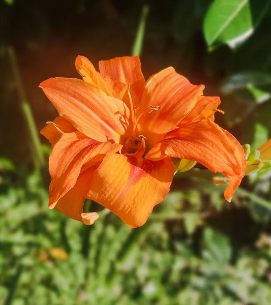Gros Plan Une Fleur Lis Orange Vif Fleurs — Photo