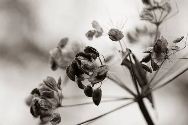乾燥した花の行為のマクロショット 黒と白 — ストック写真