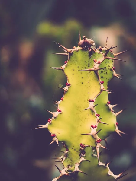 Tüskés Kaktuszok Bogyókkal Kew Gardens Ben Richmond Ban — Stock Fotó