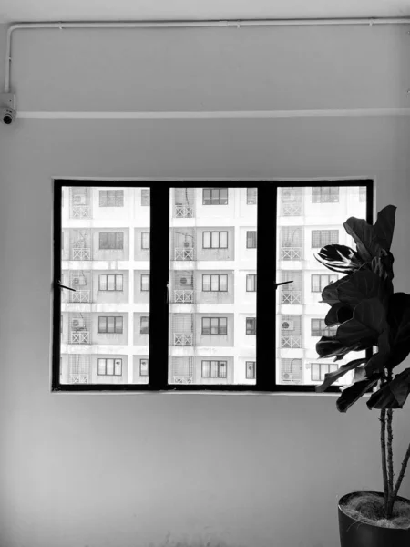 Grayscale Shot Three Window Panes Plant Found Building — Stock Photo, Image