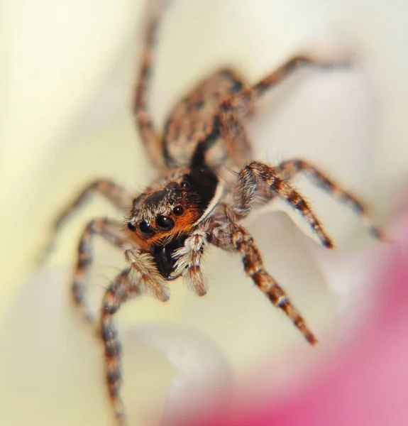 Μια Μακρο Φωτογραφία Μιας Αράχνης Που Πηδάει Στον Τοίχο — Φωτογραφία Αρχείου
