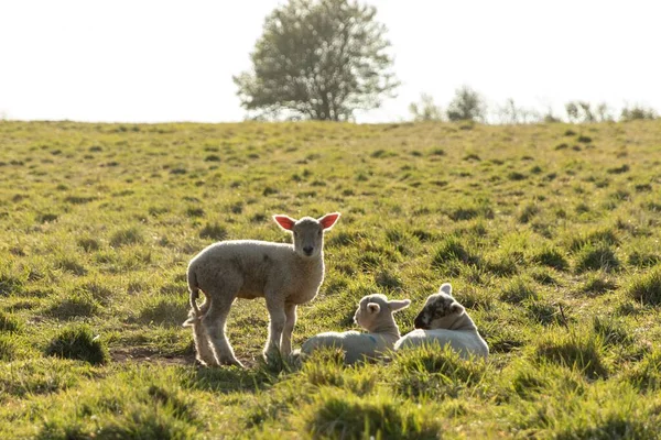Zbliżenie Owiec Jagniąt Pasących Się Polu Uprawnym Pod Słońcem Wsi — Zdjęcie stockowe