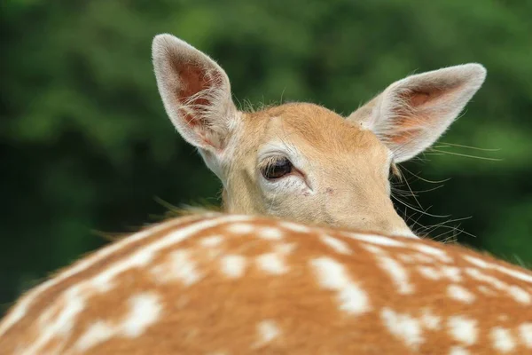 Closeup Adorable Deer Forest — Stock Photo, Image