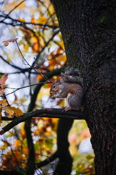 Sonbaharda Ormandaki Bir Ağaçtaki Sincabın Dikey Görüntüsü — Stok fotoğraf