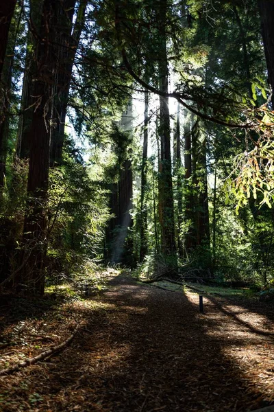 Tiro Vertical Sequoias Muir Woods Dia Ensolarado Califórnia — Fotografia de Stock