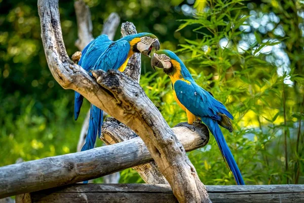 Closeup Two Blue Yellow Macaw Parrots Fighting Beaks While Perched — Stock Photo, Image
