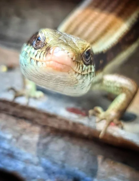 Макро Знімок Деталі Голови Ящірки Alligator Дивлячись Камеру — стокове фото