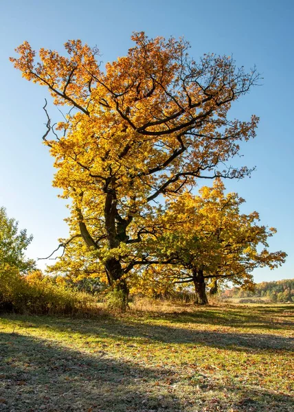 秋の森の中のローアングルの景色 — ストック写真