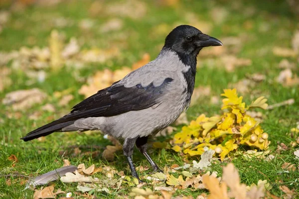 Primer Plano Cuervo Encapuchado Corvus Cornix Sobre Hierba Otoño Norte — Foto de Stock