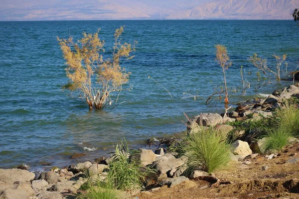Красивий Вид Відтінки Зеленого Низькому Березі Озера Кінерет Тиберія Ізраїль — стокове фото
