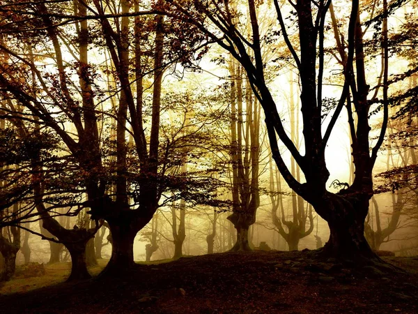 Sylwetki Dębów Tajemniczym Lesie Jesienią Euskadi Hiszpania — Zdjęcie stockowe