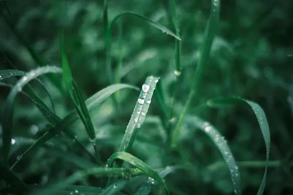 Fokus Selektif Rumput Hijau Ditutupi Dengan Tetesan Air — Stok Foto