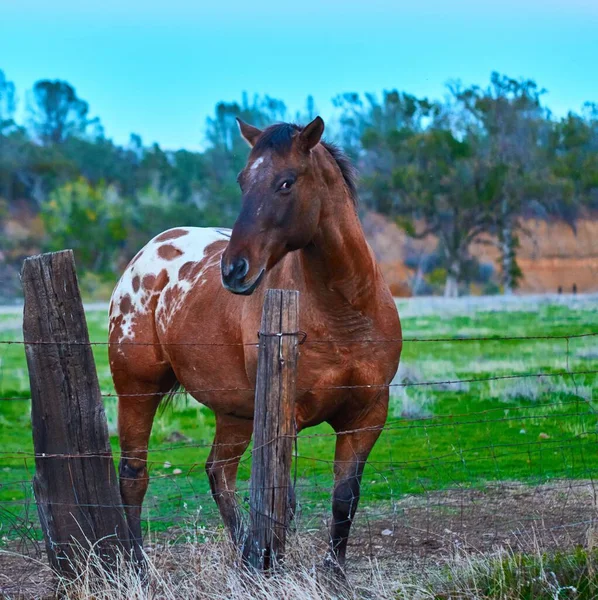 农场围栏附近有白斑的棕色马 — 图库照片