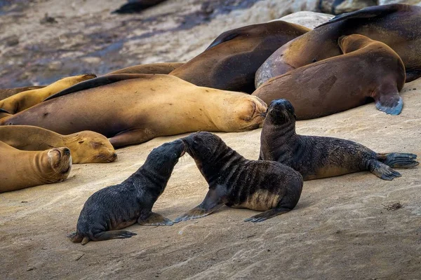 Drei Niedliche Robbenbabys Ruhen Sich Sand Vor Erwachsenen Schlafenden Robben — Stockfoto
