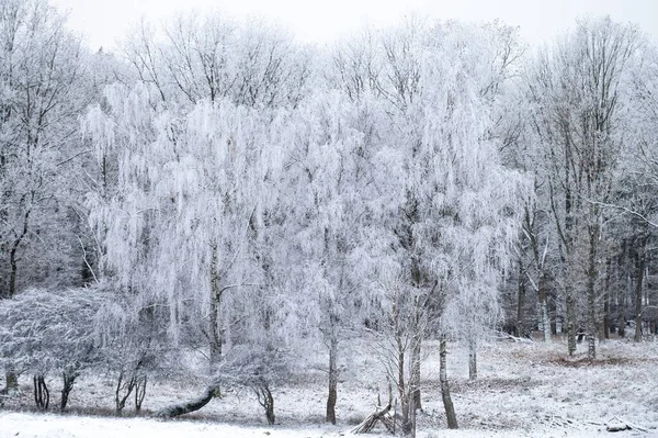 Pintoresco Plano Árboles Blancos Campo Nieve Durante Invierno —  Fotos de Stock