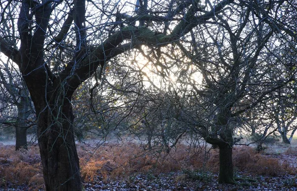 Низькокутний Вид Прекрасний Ліс Бірмінгемі Великобританія — стокове фото