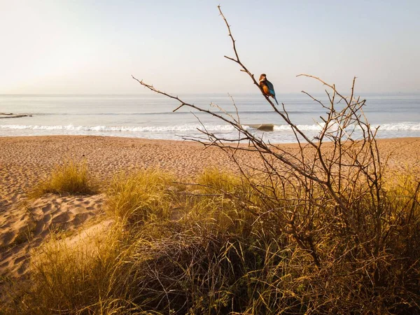 Piękne Ujęcie Królewskiego Ptaka Siedzącego Suchym Drewnie Słonecznym Brzegu Morza — Zdjęcie stockowe