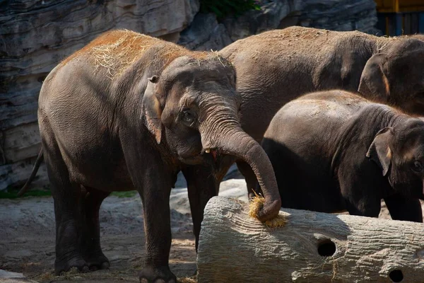 Eine Familie Schöner Elefanten Entspannt Sich Einem Sonnigen Tag Zoo — Stockfoto