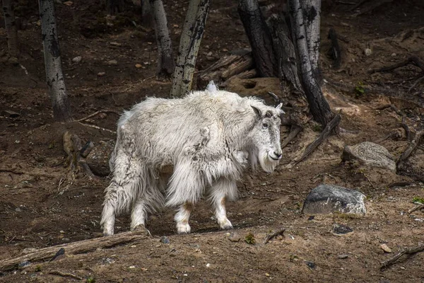 未舗装の地域に立つ白いふわふわの山ヤギ — ストック写真